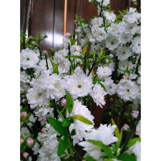 com bo 10 cây giống nhất chi mai(mai trắng)