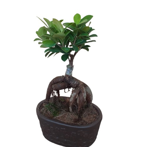 Cây Si Nhật, cây mini bonsai