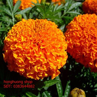 Hạt giống hoa vạn thọ Pháp cao vàng cam