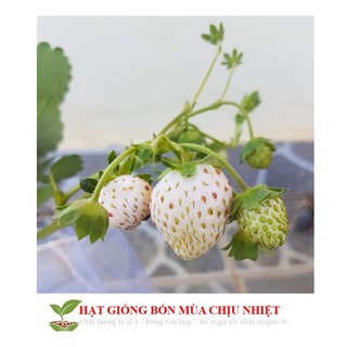 [Seeds]Hạt giống dâu tây trắng 100 hạt