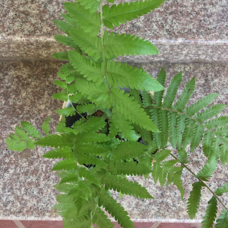 Cây dương xỉ cây như hình- cây phong thủy tốt