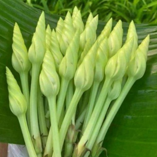 Hạt giống rau hoa Chom chan Thái Lan gói 5 hạt (Chomchan) nhập nguyên gói