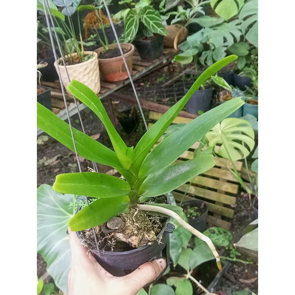 Hoàng Nhạn buôn Đôn tháng 8, hoa thơm lâu tàn