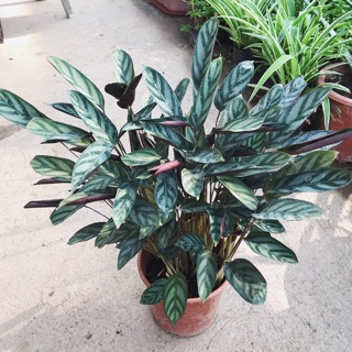 Cây đuôi công lá kẻ, chậu cây to cao 45-50cm