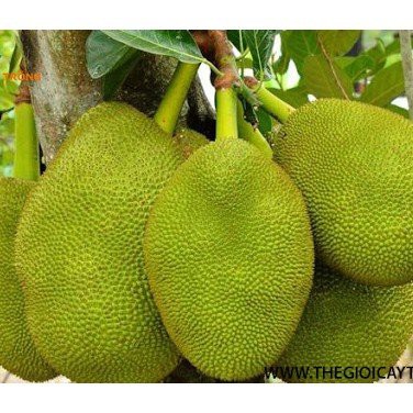 Mít nghệ- được ghép từ mắt mẹ f1 CHUẨN GIỐNG--bảo hành cho bà con