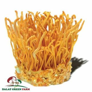 15gr đông trùng hạ thảo khô