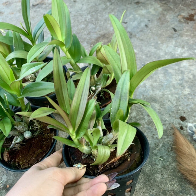 Lan Mini yaya chậu sắp cho vòi