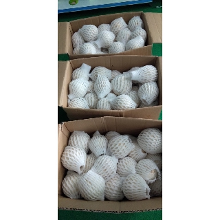 Dừa xiêm trọc