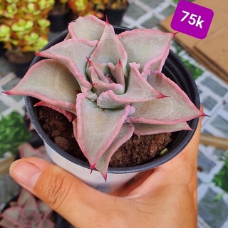 Sen đá giống madiba đẹp lạ, size lớn siêu xinh - Vườn Sen Đá Venus