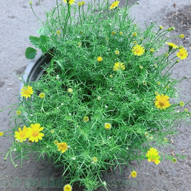 Hoa Sao Băng