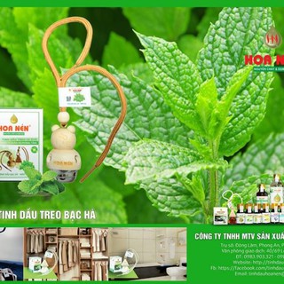 Tinh dầu bạc hà nguyên chất hiệu Hoa Nén