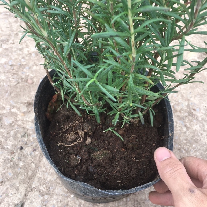 Cây Hương Thảo(Rosemary) Tán Xum,Cao,Hương Thơm Dễ Chịu,Xua Đuổi Côn Trùng (ẢNH THẬT)