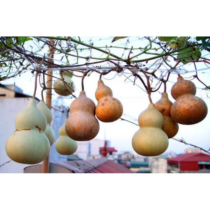 Bầu hồ lô tí hon quả khô