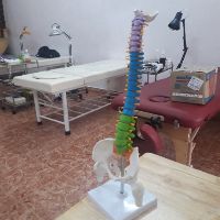 MÔ HÌNH CỘT SỐNG 45CM