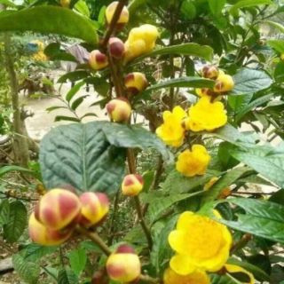 Cây giống trà hoa vàng