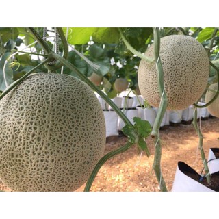 10 hạt dưa lưới honey red