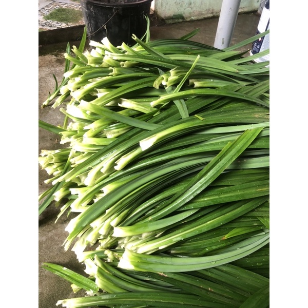 Lá nếp tươi 1kg