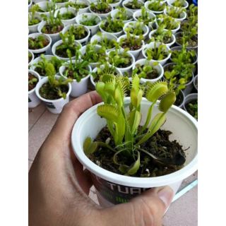 [GIÁ GỐC] Hạt Giống Cây Bắt Ruồi + Diệt Côn Trùng ( 4 Hạt)