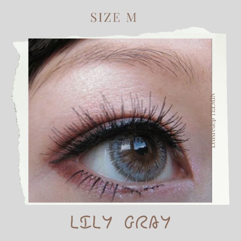 Lens lily xám gray | giãn vừa