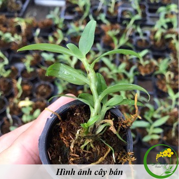 HOA LAN 5 CÁNH TRẮNG - HÒA BÌNH