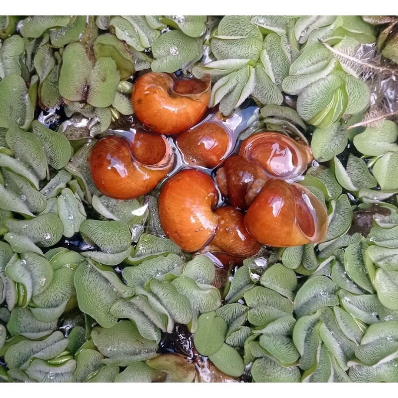 BÈO TAI CHUỘT LÁ NHỎ 10CÂY