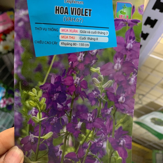 Hạt hoa violet