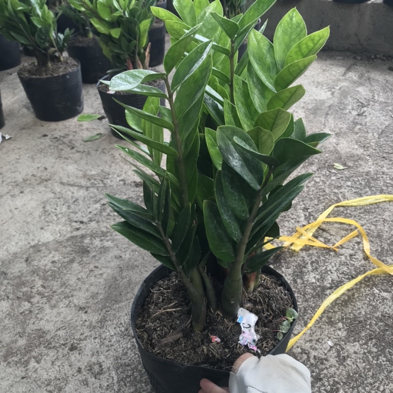 Cây kim tiền tài lộc cao 30-40cm lá dày bụi to dễ chăm sóc