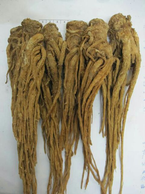 Sâm đương quy 1kg