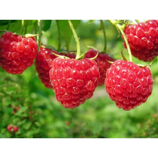 Chậu cây giống trái mâm xôi Đỏ Raspberry - Phúc Bồn Tử - Cây cao 15-20cm đã trồng ổn định, sắp ra hoa