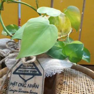 Mật ong Nhãn Organic