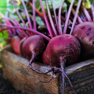 Hạt giống củ dền đỏ Rado đóng gói 5gr, rau củ quả trồng sân thượng, ban công