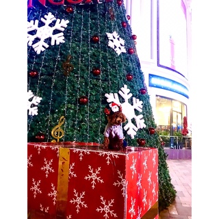 mũ noel đội đi chơi của thú cưng
