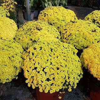 [Mới] - Hạt giống hoa cúc mâm xôi giá rẻ - Thuận Duy Shop