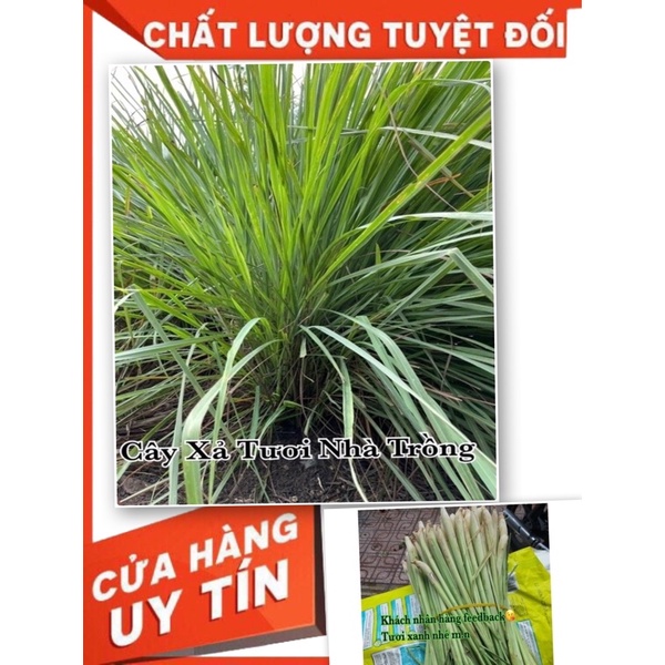 Xả nhà trồng(1ky)