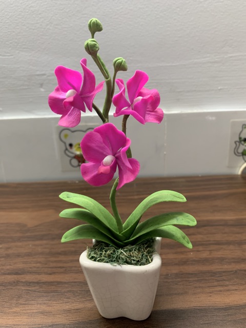 Chậu hoa Lan Vanda đất sét cành ngắn