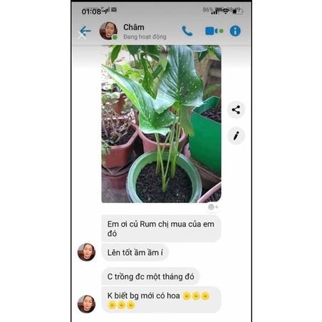 Củ hoa rum nhập Thái giá sỉ