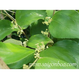 Cây Táo Ta (Cây Táo Giống)