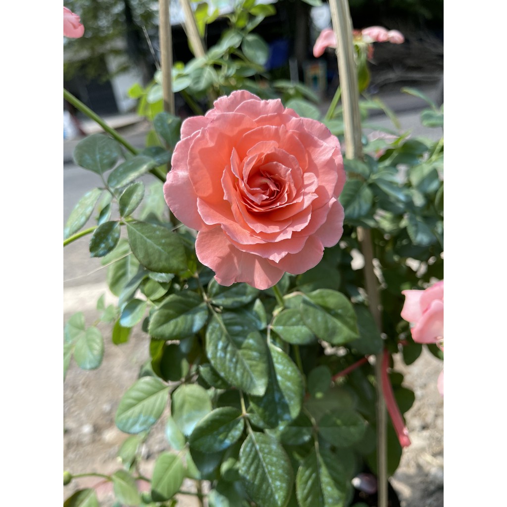 Cây hồng Sweet Fragrance