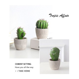 Cây xương rồng mini để bàn