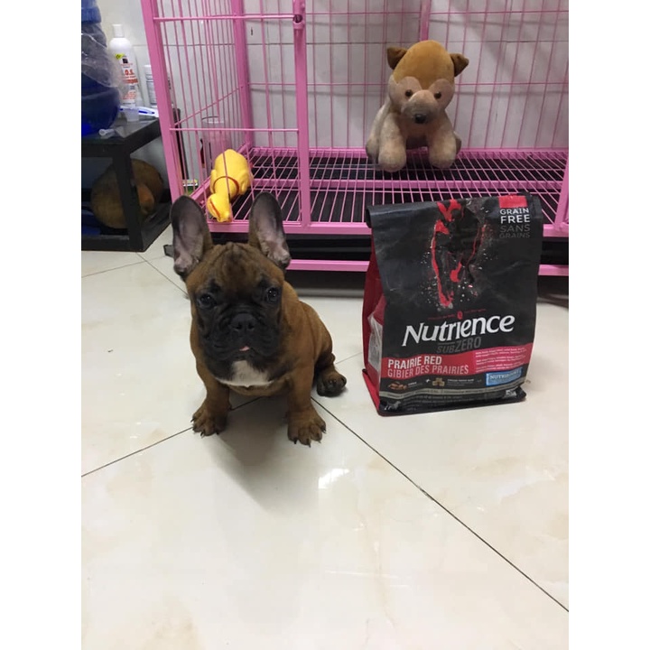 Thức Ăn Hạt Cho Chó Pug, Nutrience Subzero Bao 5kg - Thức Ăn Cho Chó, Gồm Có 6 Loại Thịt Cá, Rau Củ, Trái Cây