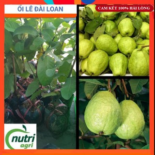 Cây Giống - Cây Giống Ổi  Lê Đài Loan Siêu Ngọt, Dễ Trồng