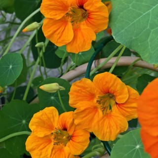 HẠT GIỐNG HOA SEN CẠN MIX ( TROPAEOLUM MAJUS ) [shop uy tín]