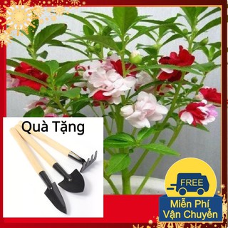 Hạt Giống Hoa Móng Tay Kép Mix Tặng Bộ Dụng Cụ Mini Trồng Cây Tặng Bộ Dụng Cụ Mini Trồng Cây