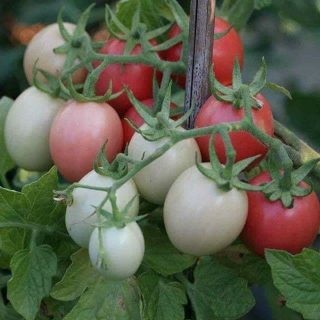 Cà chua trứng hồng thái lan .giongcaynhap