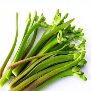 Hạt giống kèo nèo, tai tượng, cù nèo - 0.1gram/túi