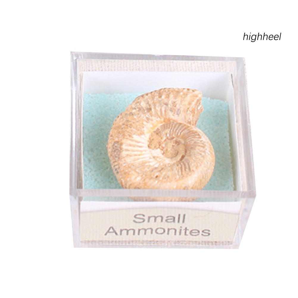 Đá hóa thạch ammonite nhiều hình dạng cho sưu tầm