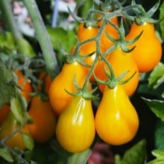 10 HẠT GIỐNG CÀ CHUA QUẢ LÊ VÀNG