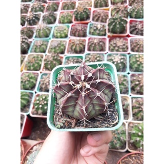 Xương rồng Gym size chậu 7cm