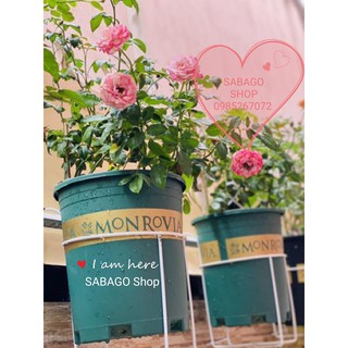 Combo 8 chậu trồng cây Monrovia loại 3 Gallon