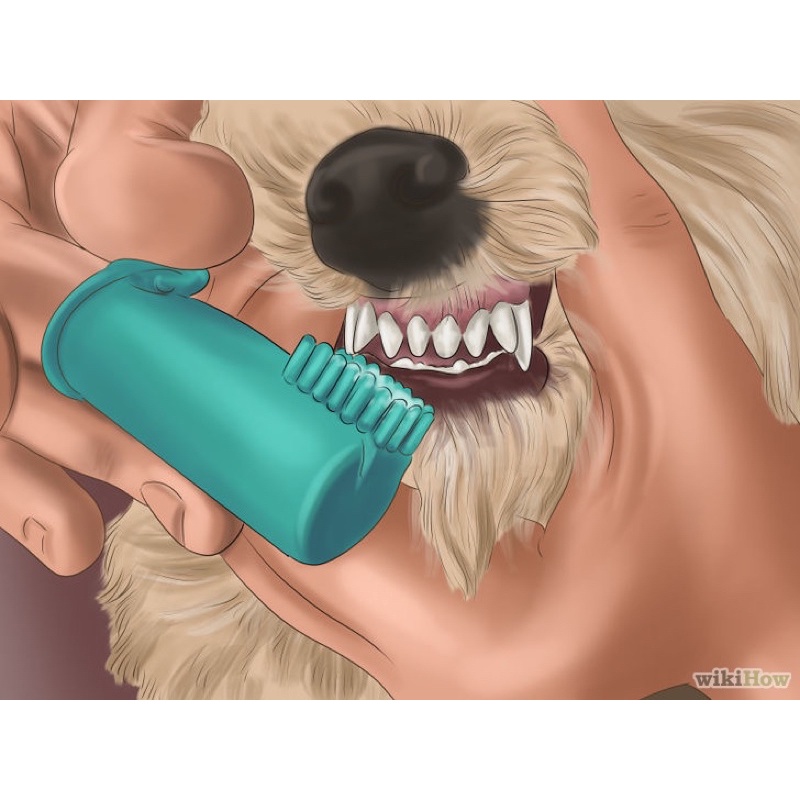 Bàn chải đánh răng chó mèo